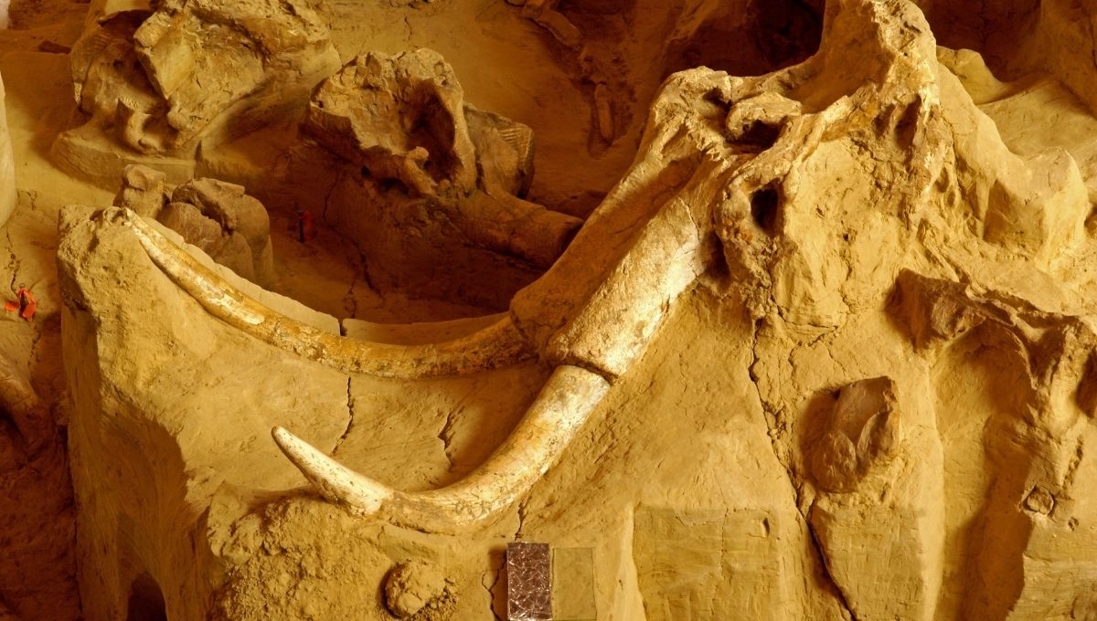 Según las estimaciones, se trata del cráneo de un mamut adulto. Foto: Especial