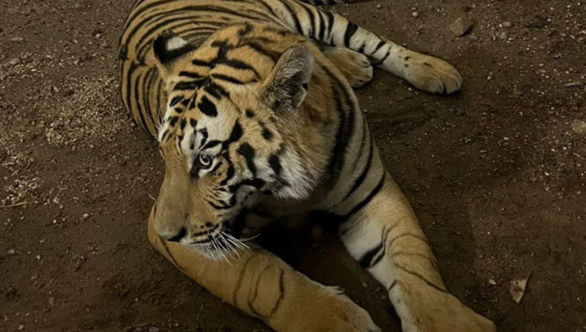 Captan a tigre de bengala paseando por las calles de Tlaquepaque, Jalisco: VIDEO