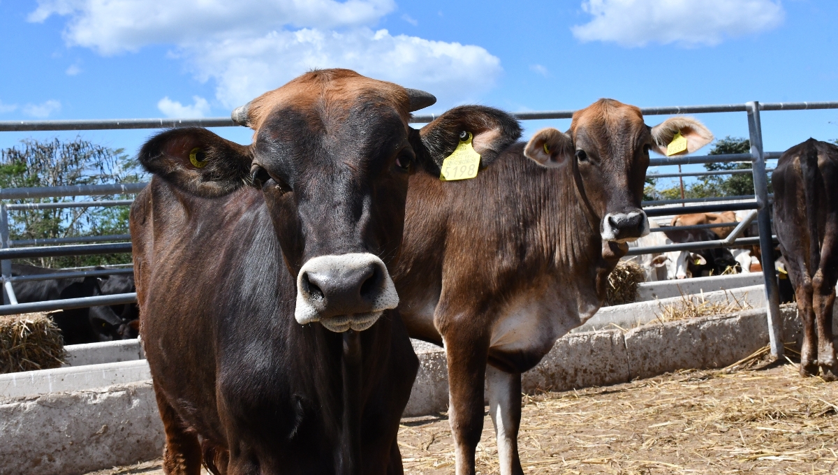 Productores deben enviar al rastro a todo animal que presente los síntomas de la enfermedad