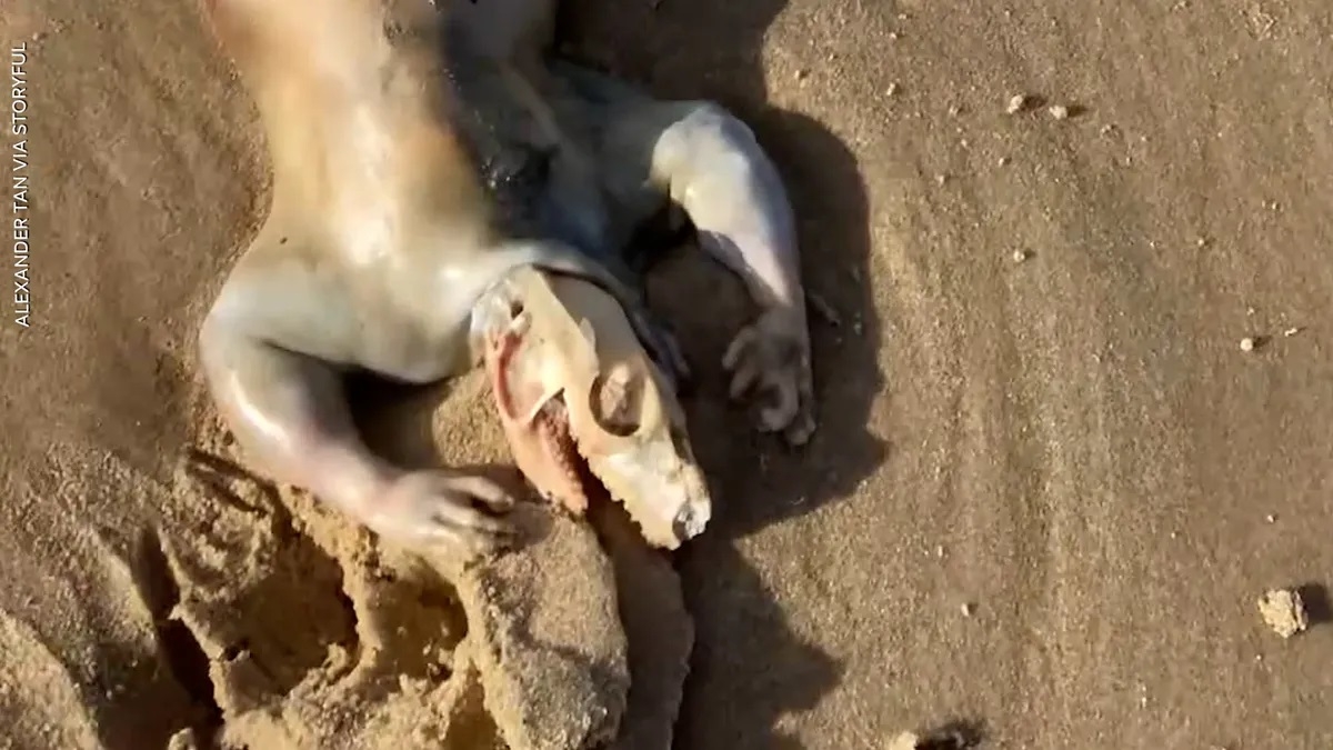 Reviven hallazgo de supuesto alien en playas de Australia: VIDEO