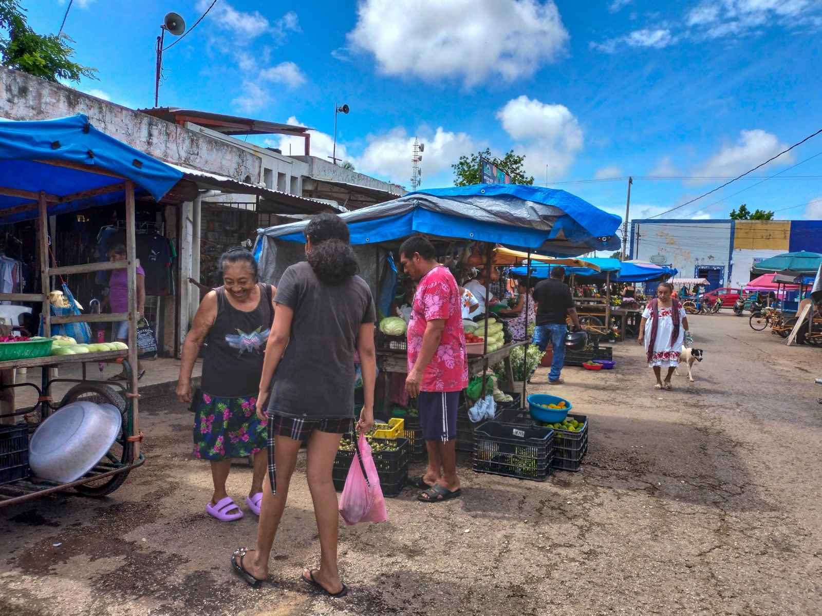 La toronja es el cítrico más caro en mercados de Yucatán