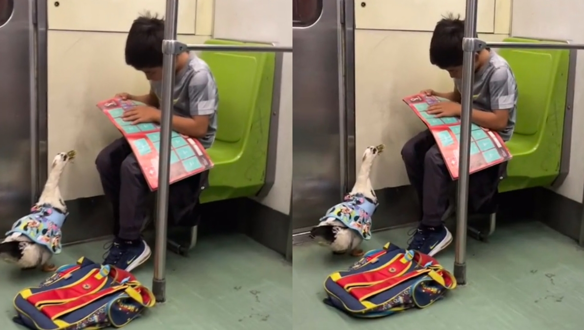 Niño viaja con su pato en el Metro de la CDMX y se vuelve viral