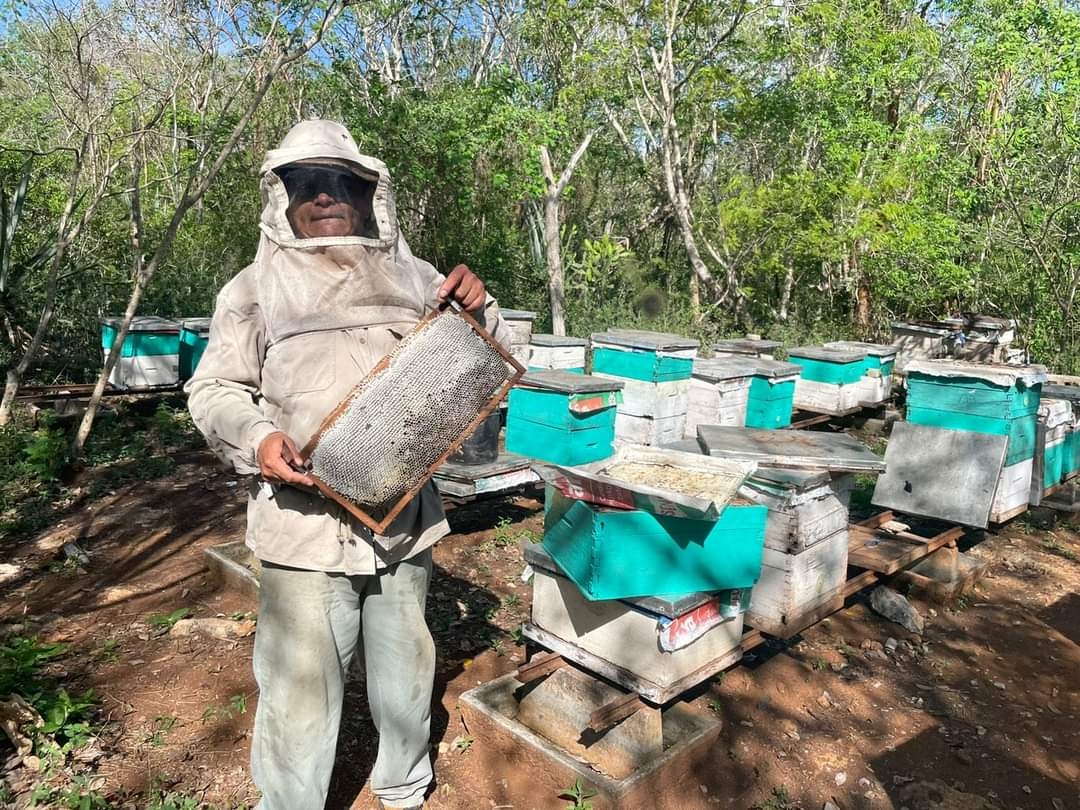 Estos insectos afectan entre el 20 y el 30 por ciento de los enjambres, ya que devoran a las abejas melíferas