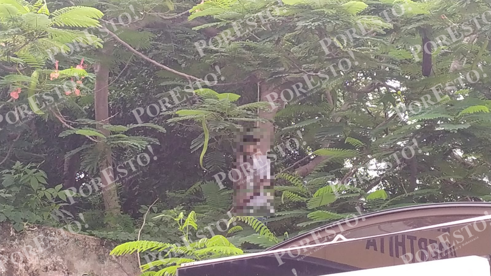 Hallan a hombre ahorcado de un árbol en la avenida Itzáes de Mérida: EN VIVO