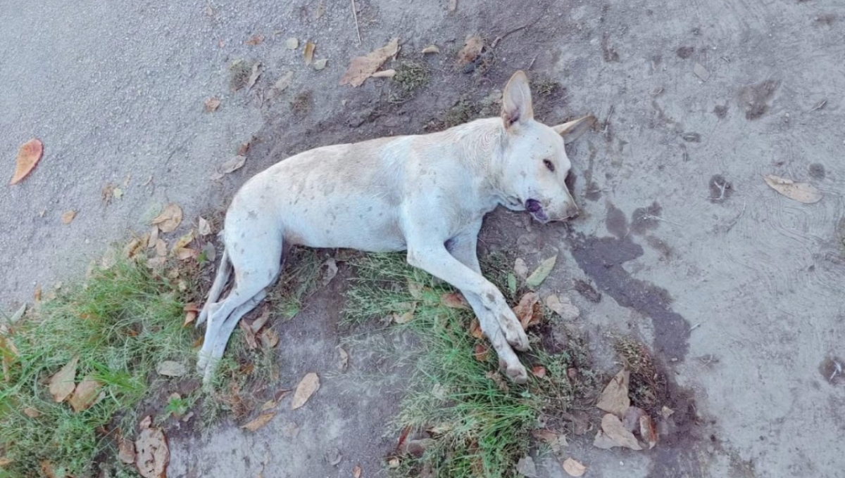 Una de las perritas que mataron estaba a punto de dar a luz