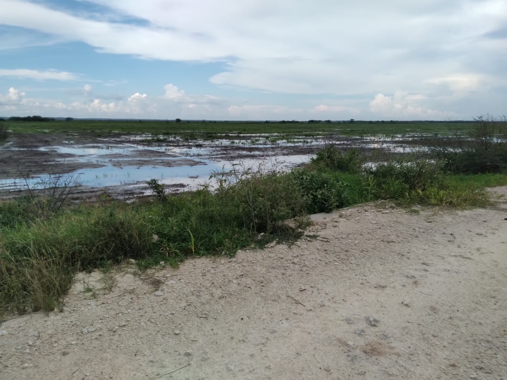 Las inundaciones afectarían a los sembradíos de arroz