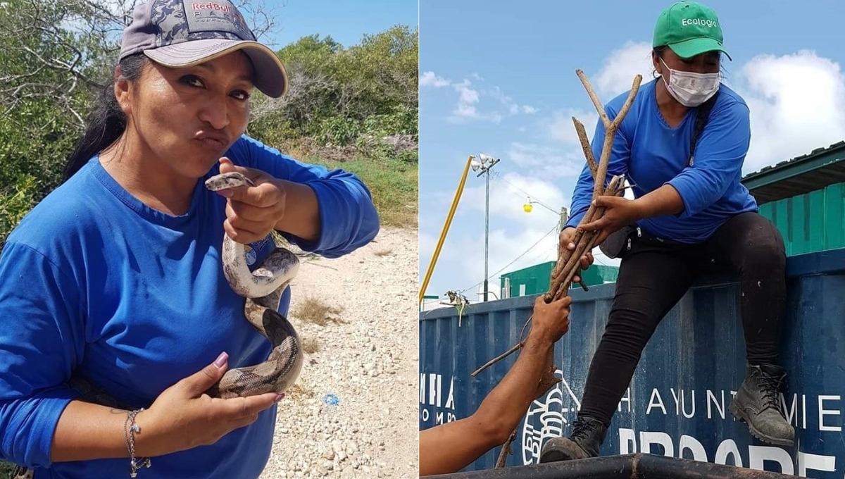 Mujer de Progreso destaca por sus trabajos rudos; atrapa cocodrilos de hasta 200 kilos