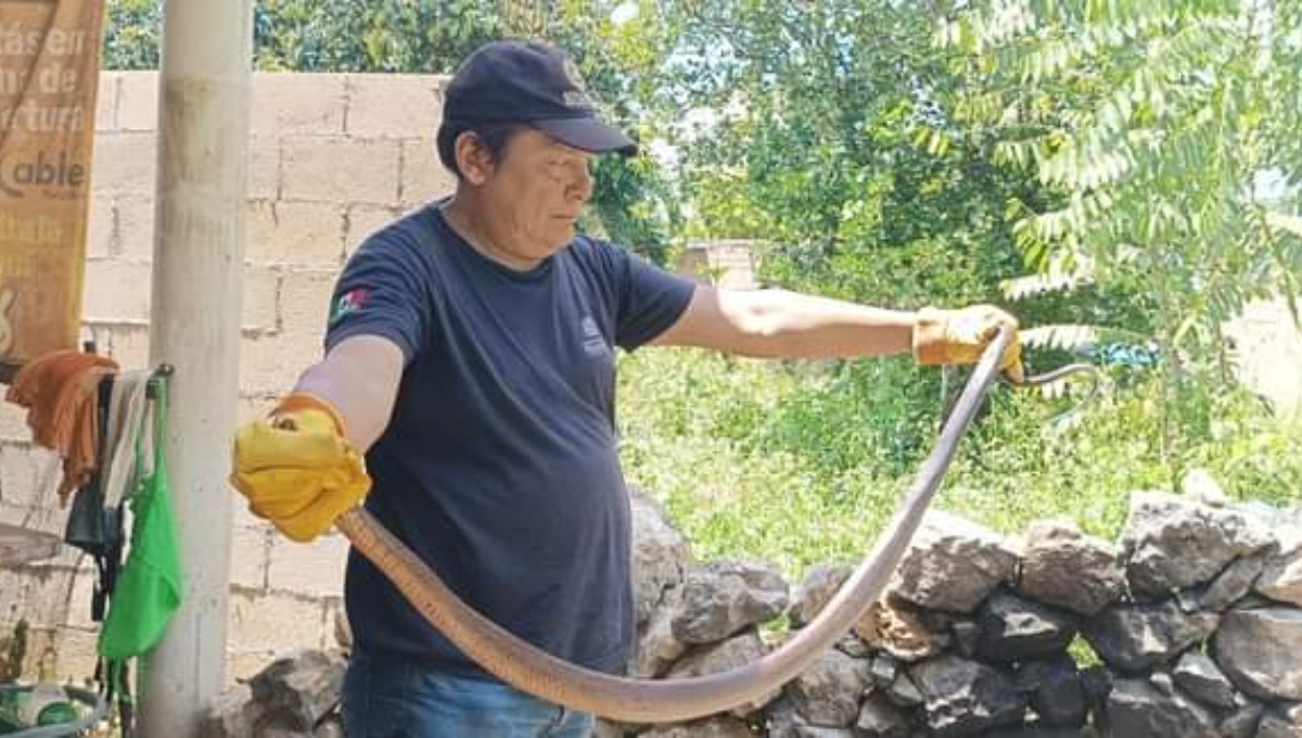 Tekax: Hallan una serpiente Ekuneil, la segunda más grande de la Península, en el desagüe de una casa