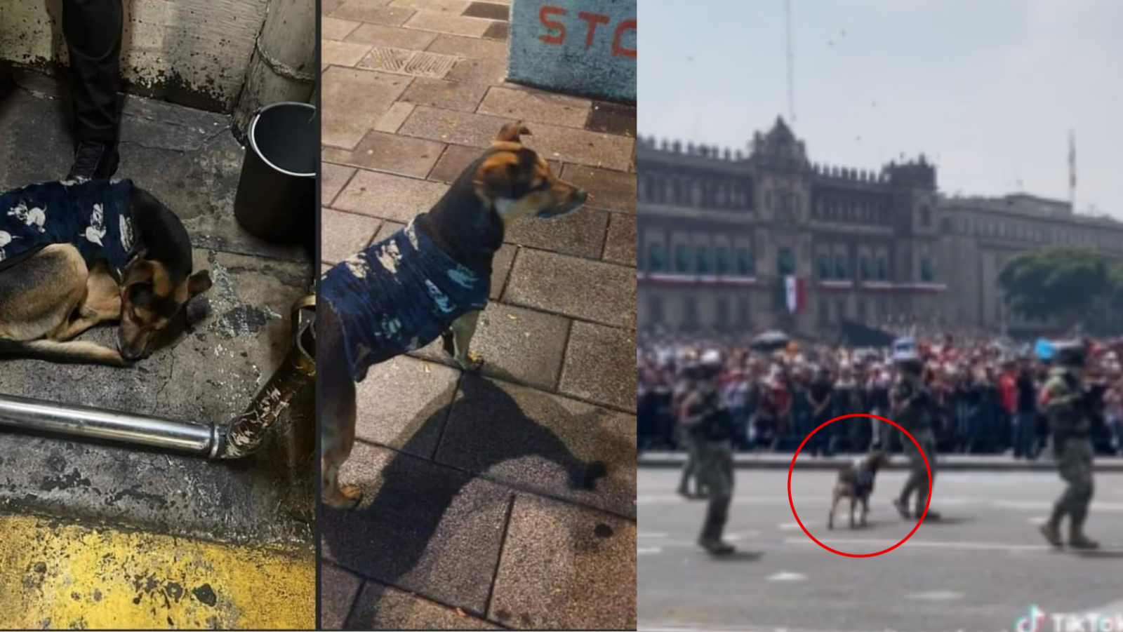 Perrito 'Cadete' es rescatado tras robarse la atención en el Desfile Militar