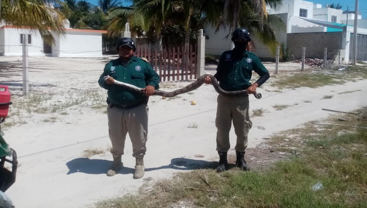 La boa midió más de dos metros y fue liberada en la Zona Cero en el tramo Progreso-Chicxulub