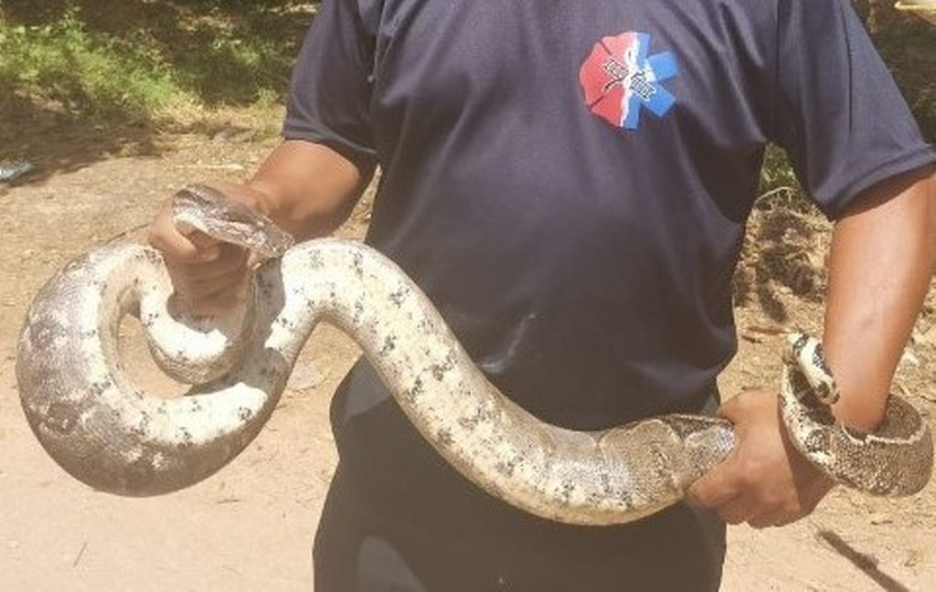 Leobardo Sánchez May (recuadro), productor y conocedor, aseguró que actualmente es poco común encontrar víboras en la zona.