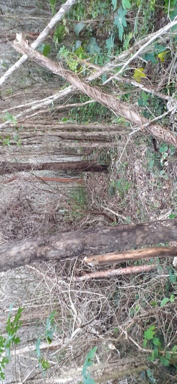 Santos Esteban Chan Dzib (recuadro), productor e integrante del núcleo agrario, afirmó que la autoridad sabe quiénes son los responsable de afectar el macizo forestal.