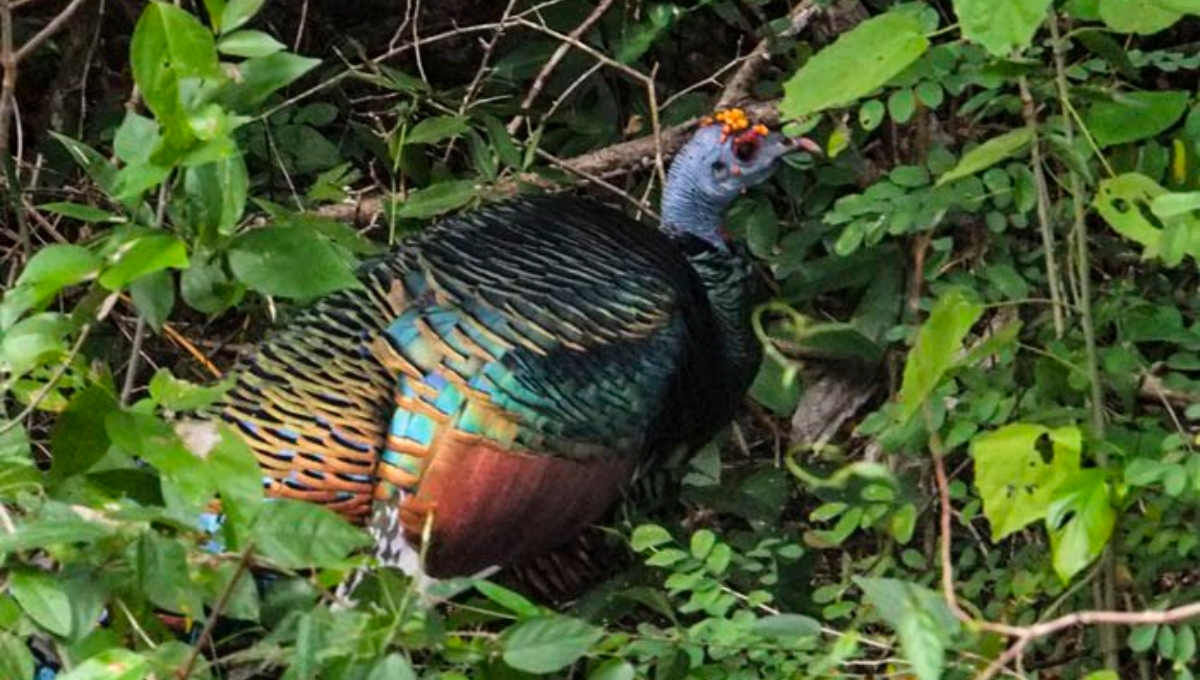 Campeche, en alerta; detectan residuos de herbicidas en animales silvestres