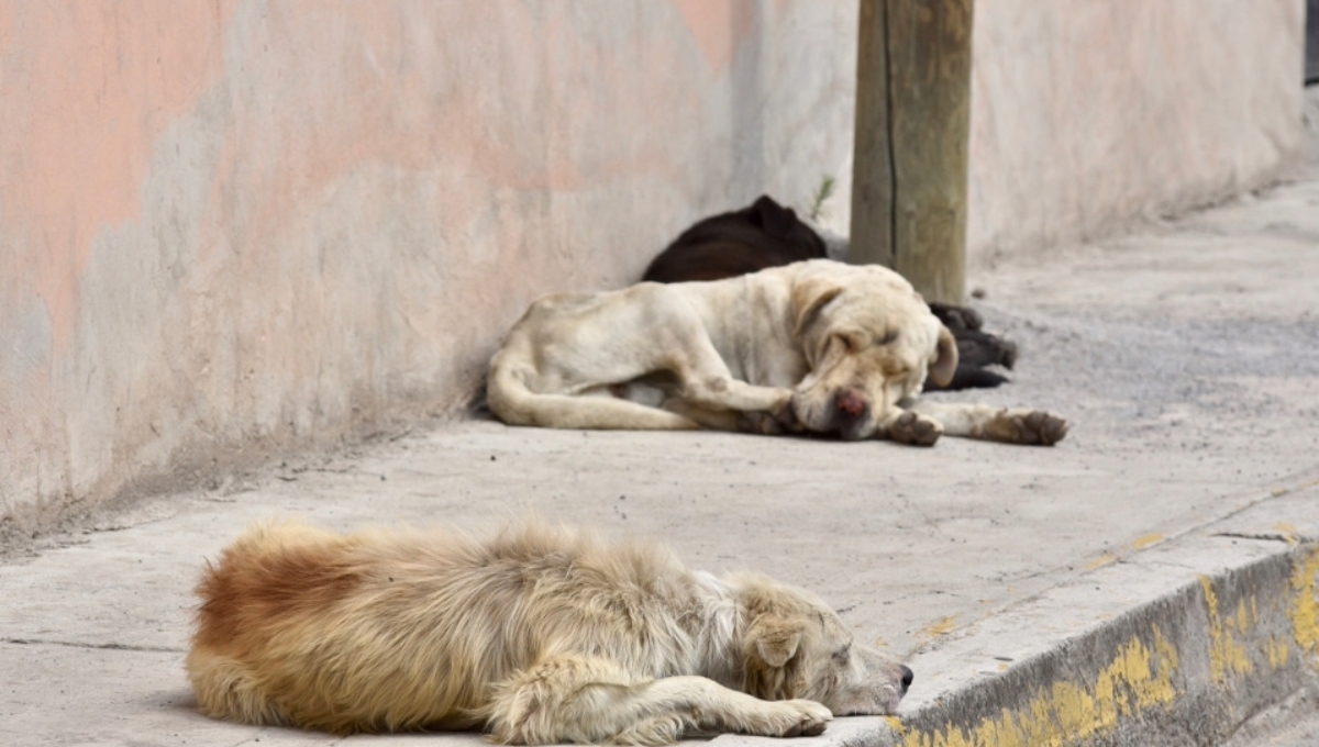 Alarmantes cifras de maltrato animal en Campeche; este año se registran 250 denuncias