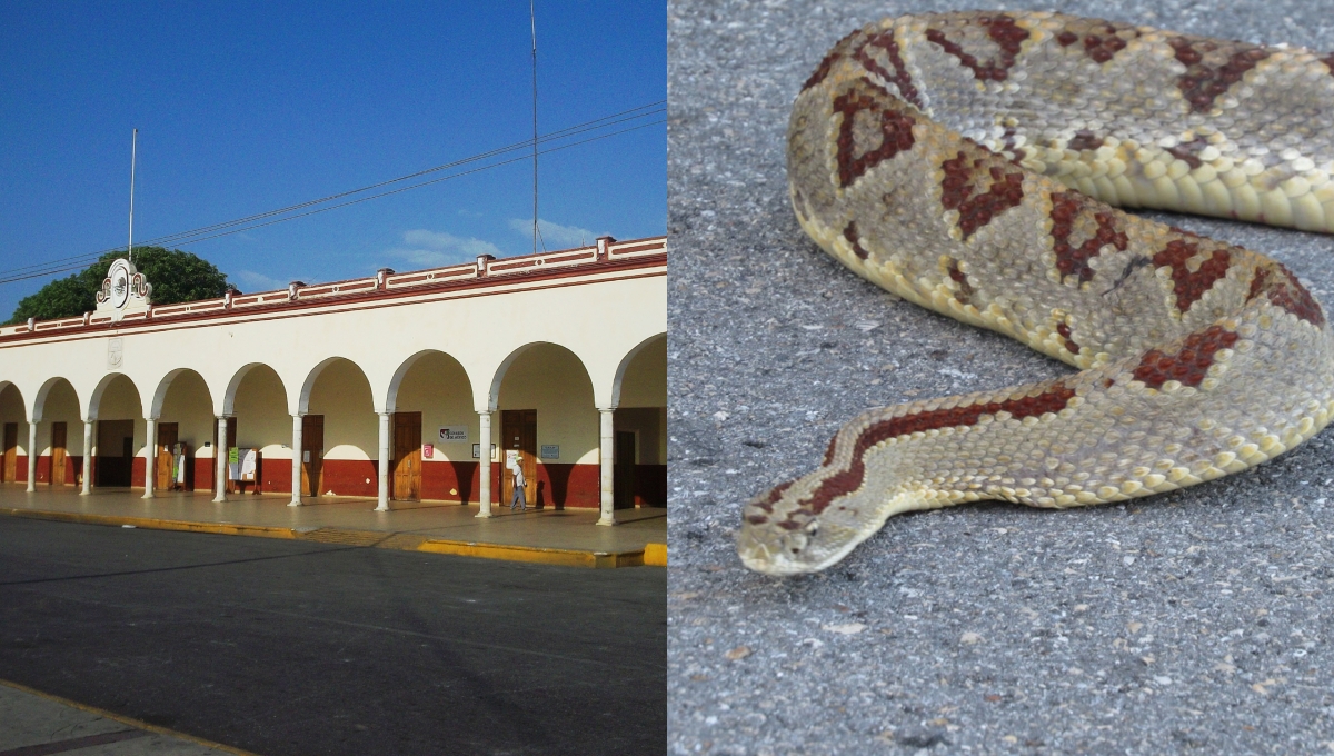 Serpiente de cascabel muerde a un hombre afuera de su casa en Umán