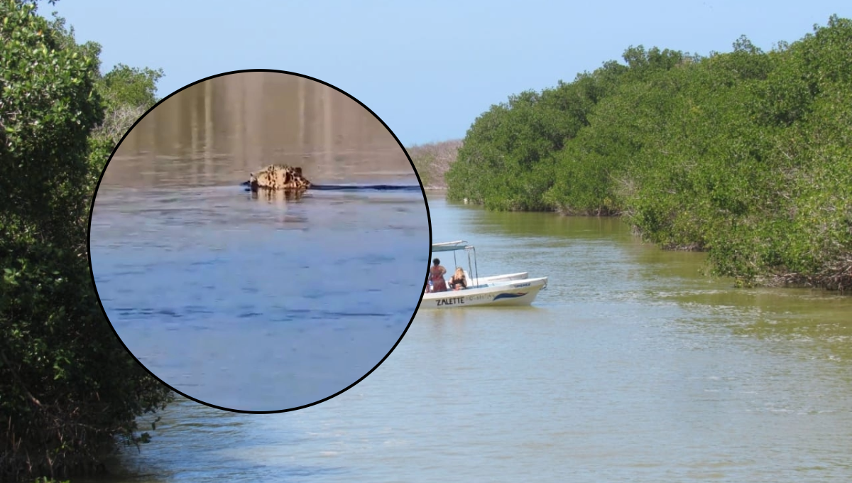 El jaguar cruzó la ría en Río Lagartos para perderse en el mangle