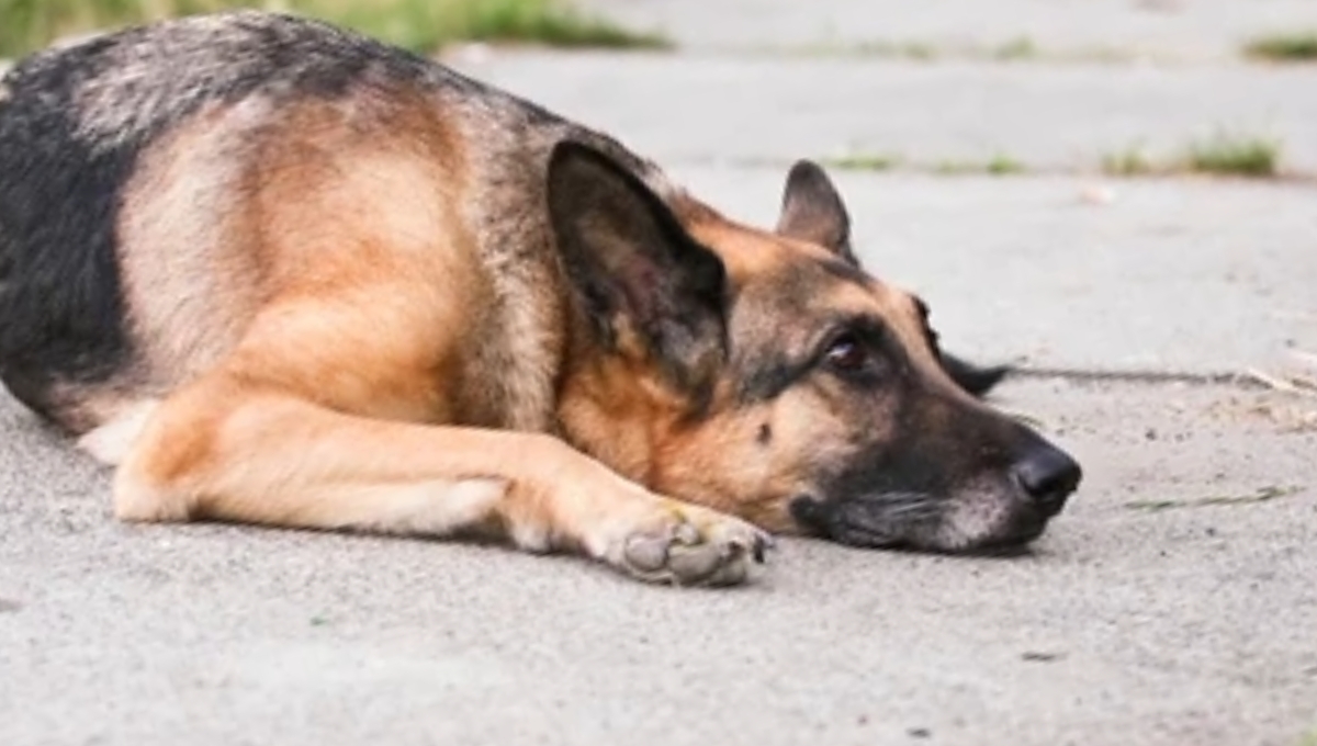 Perrito es atacado a golpes en Escárcega por ladrar a integrantes del Escuadrón de la Muerte