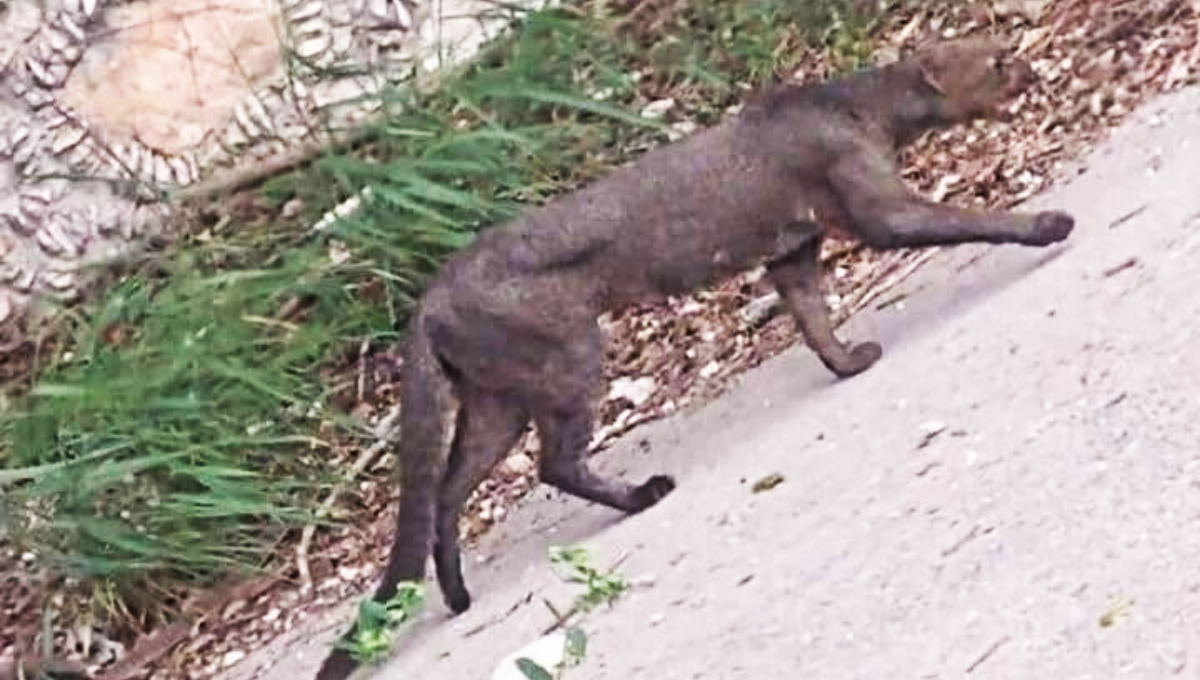 Reportan en Facebook a un jaguarundi en calles de Cholul, en Mérida