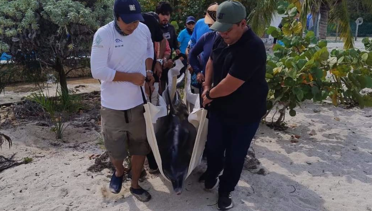 Liberan al mar de Dzilam de Bravo a los delfines varados en Telchac Puerto