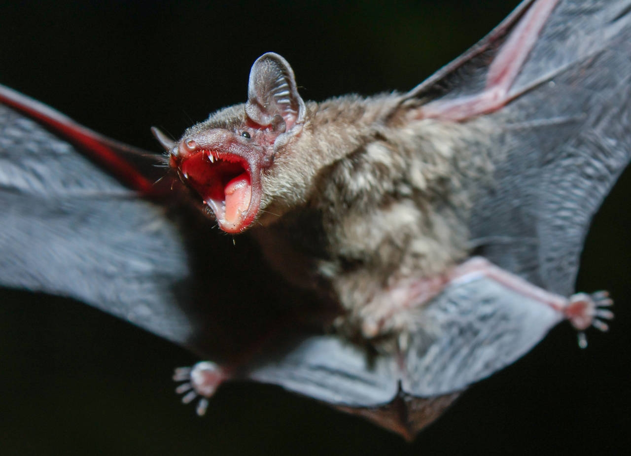 Campeche cuenta con una diversidad de murciélagos, con 55 especies registradas