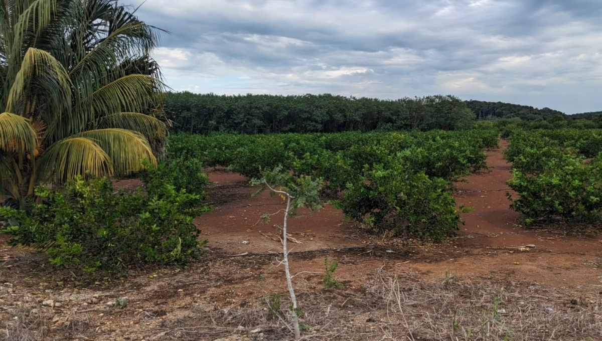 Más de 3 mil hectáreas de tierras en José María Morelos, desaprovechadas