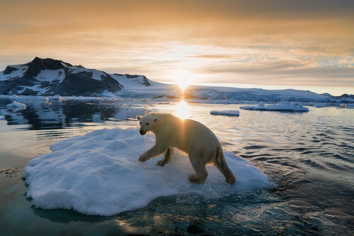 Groenlandia envía hielo glaciar a bares de Dubái