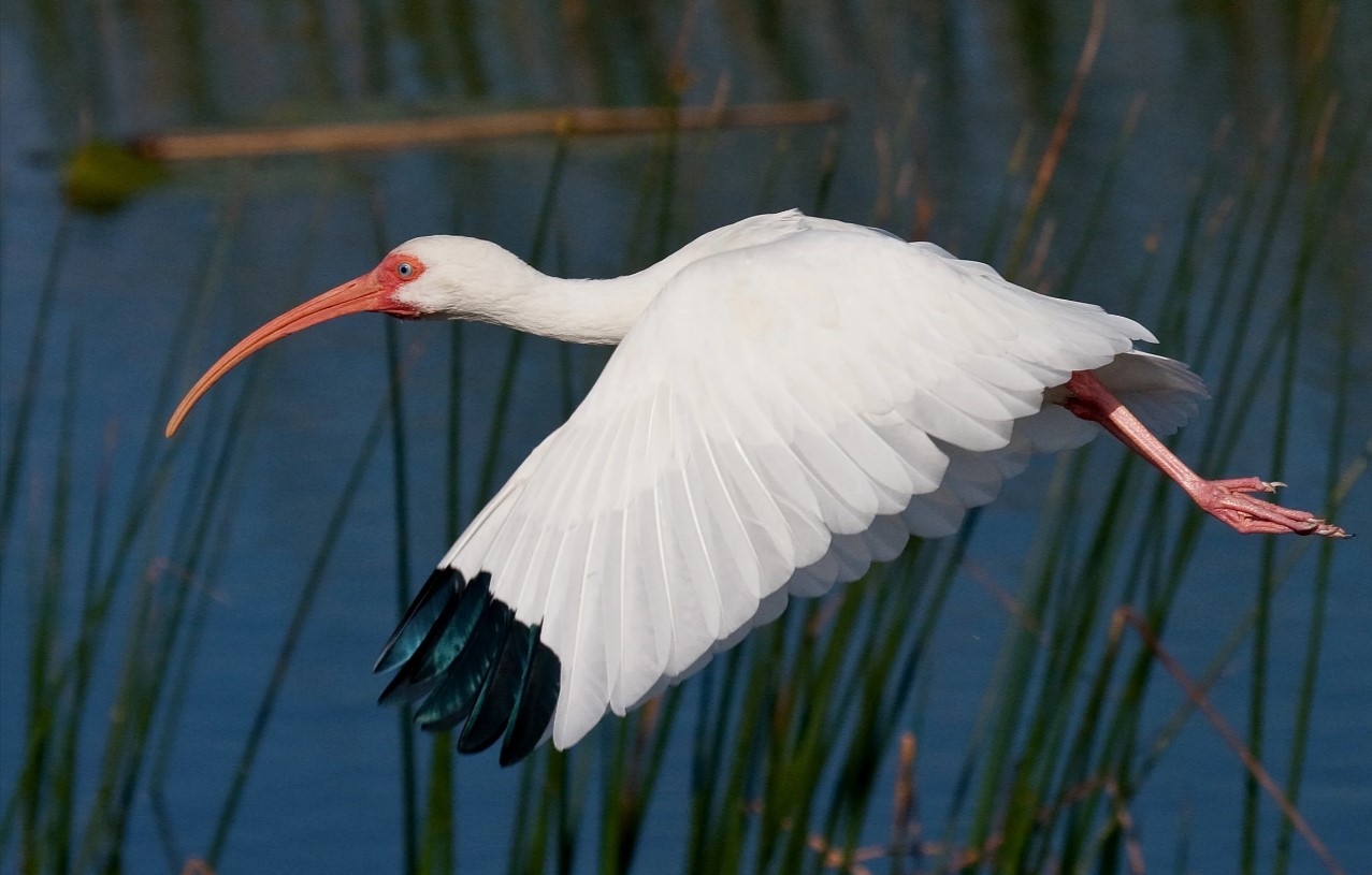 Se distribuye desde el Sur de Estados Unidos hasta Perú y la Guyana Francesa. Vive entre las aguas poco profundas, donde busca cangrejos, peces, ranas y víboras.