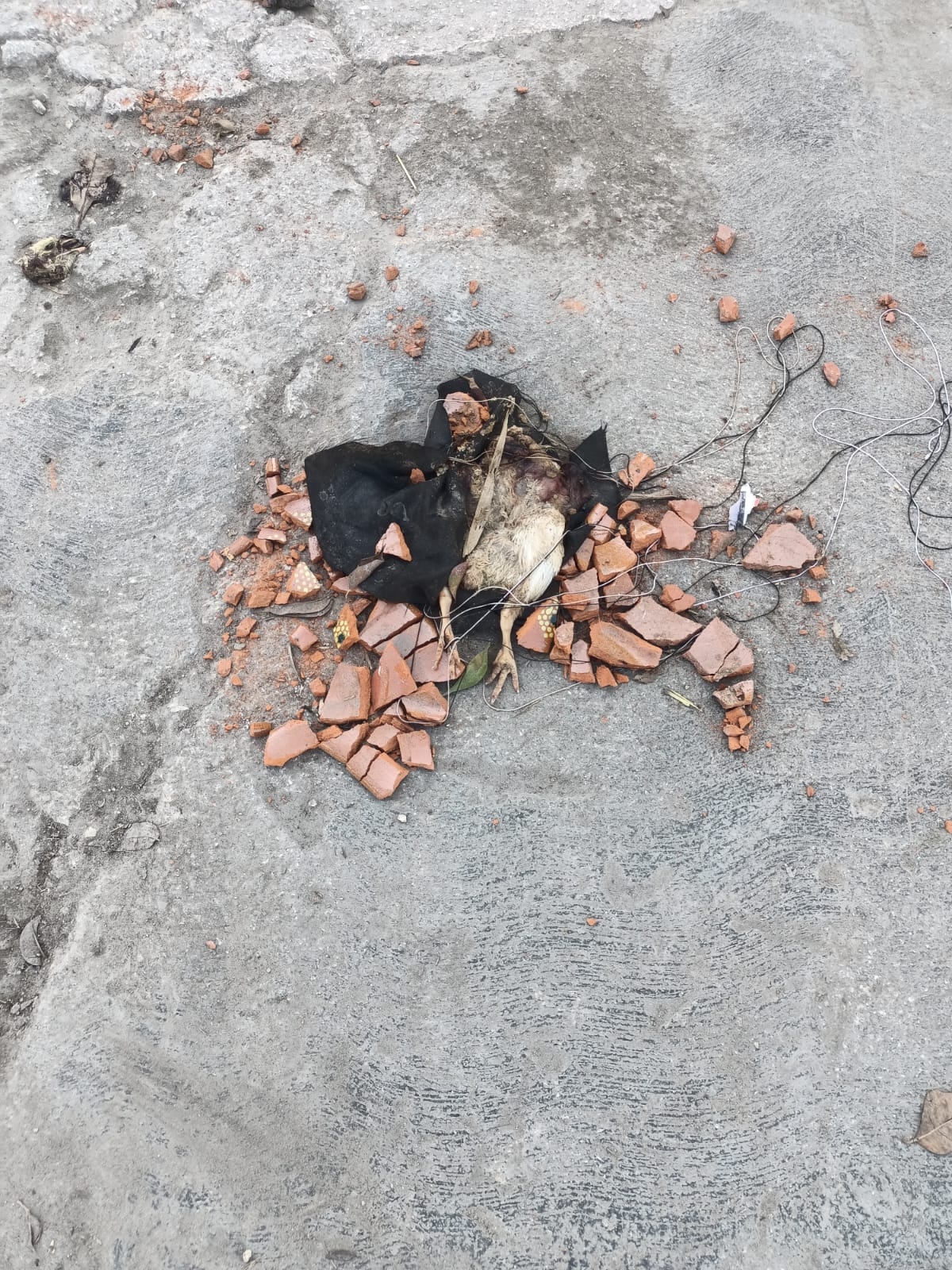 Causa alarma entre vecinos un animal muerto en el panteón de Escárcega, Campeche