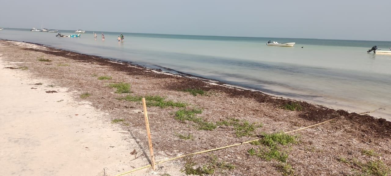 Sargazo, el 'mejor amigo' de las dunas costeras en Holbox