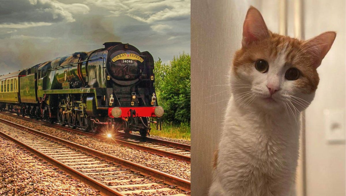 En Rusia, buscan llevar a juicio a la conductora del tren por matar a un gato de frío