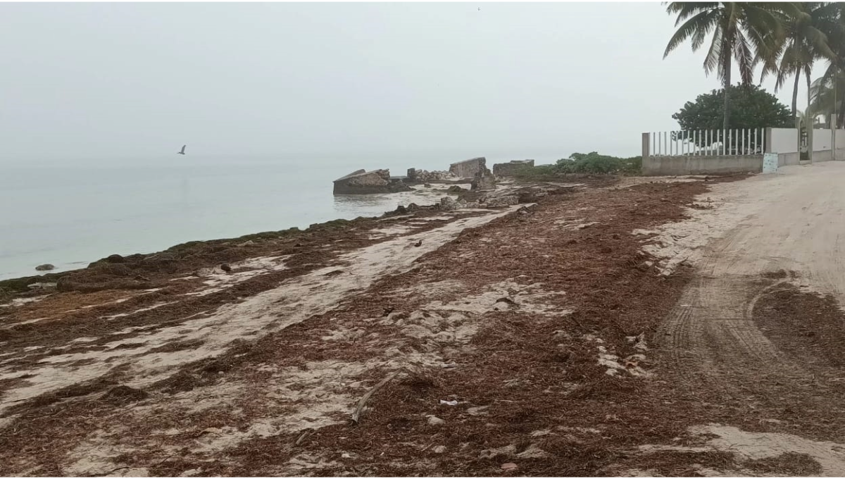 Frentes fríos provocan que el sargazo 'tapice' la playa de San Crisanto, Sinanché