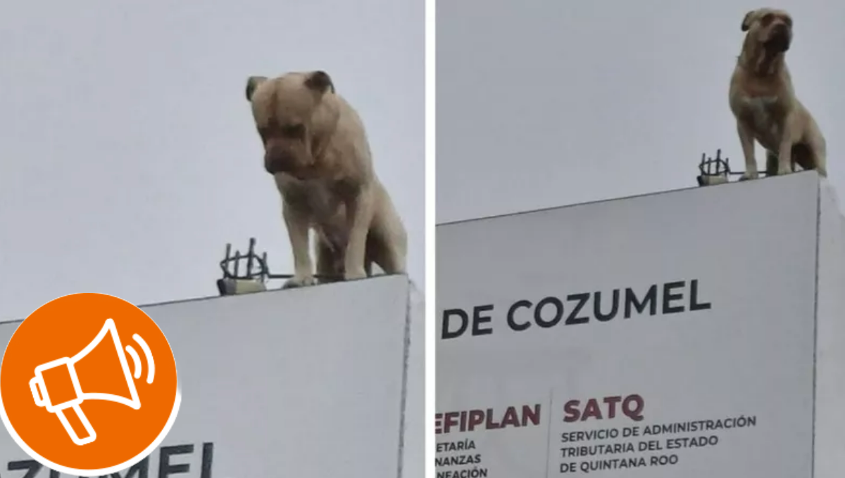 Un perrito de raza pitbull se encontraba en el techo de las oficinas del SATQ de Cozumel