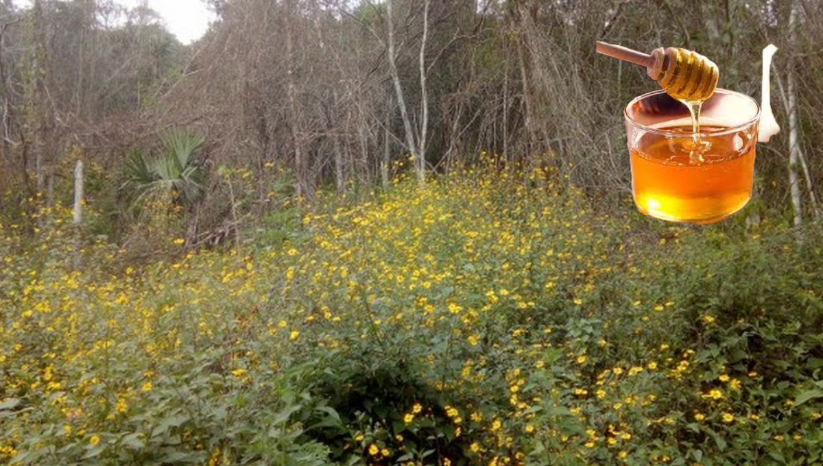 Frente Frío en Quintana Roo 'paraliza' la producción de miel en José María Morelos