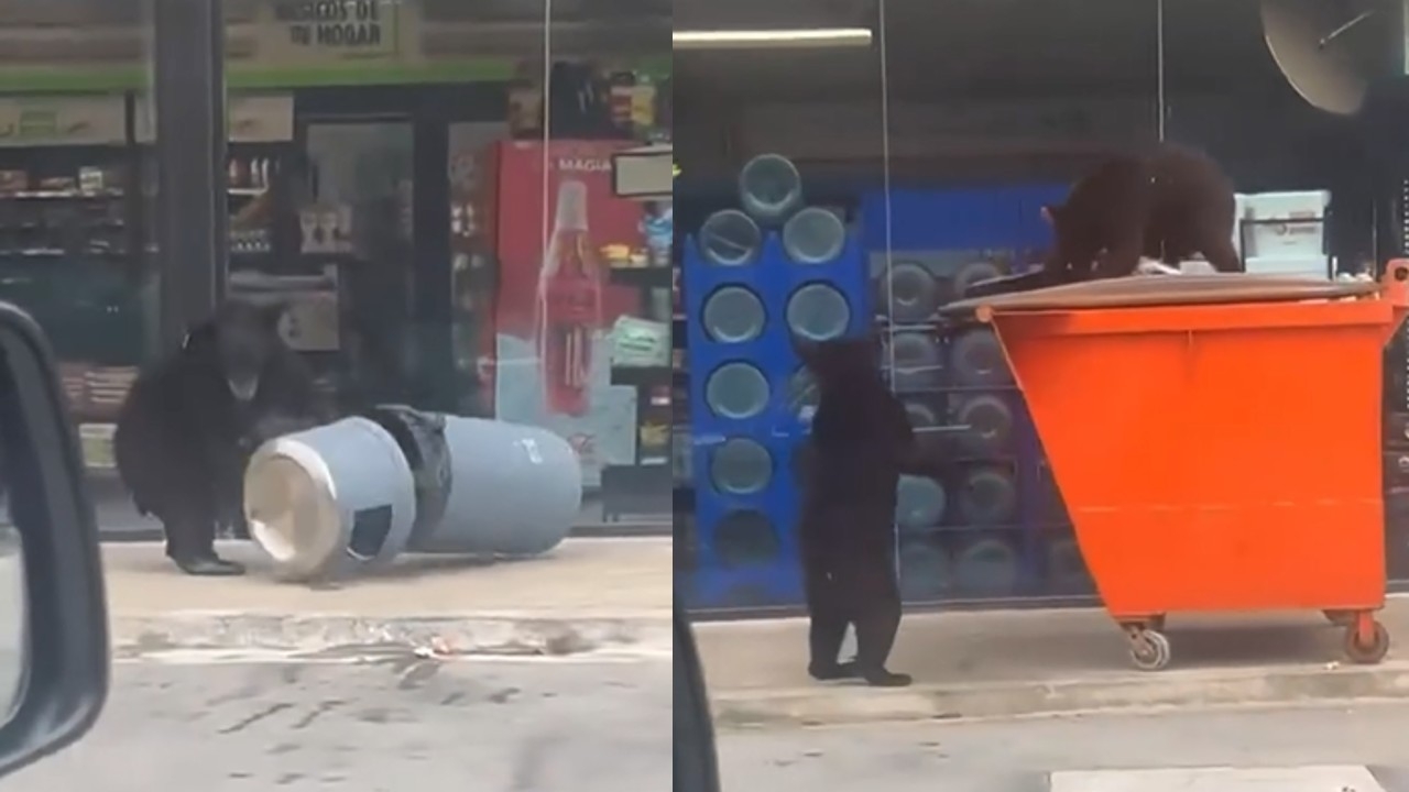 Captan a una familia de osos buscando comida en un Oxxo de Monterrey: VIDEO