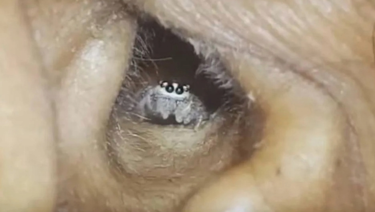 En el video se puede ver como la araña tiene hecho su nido