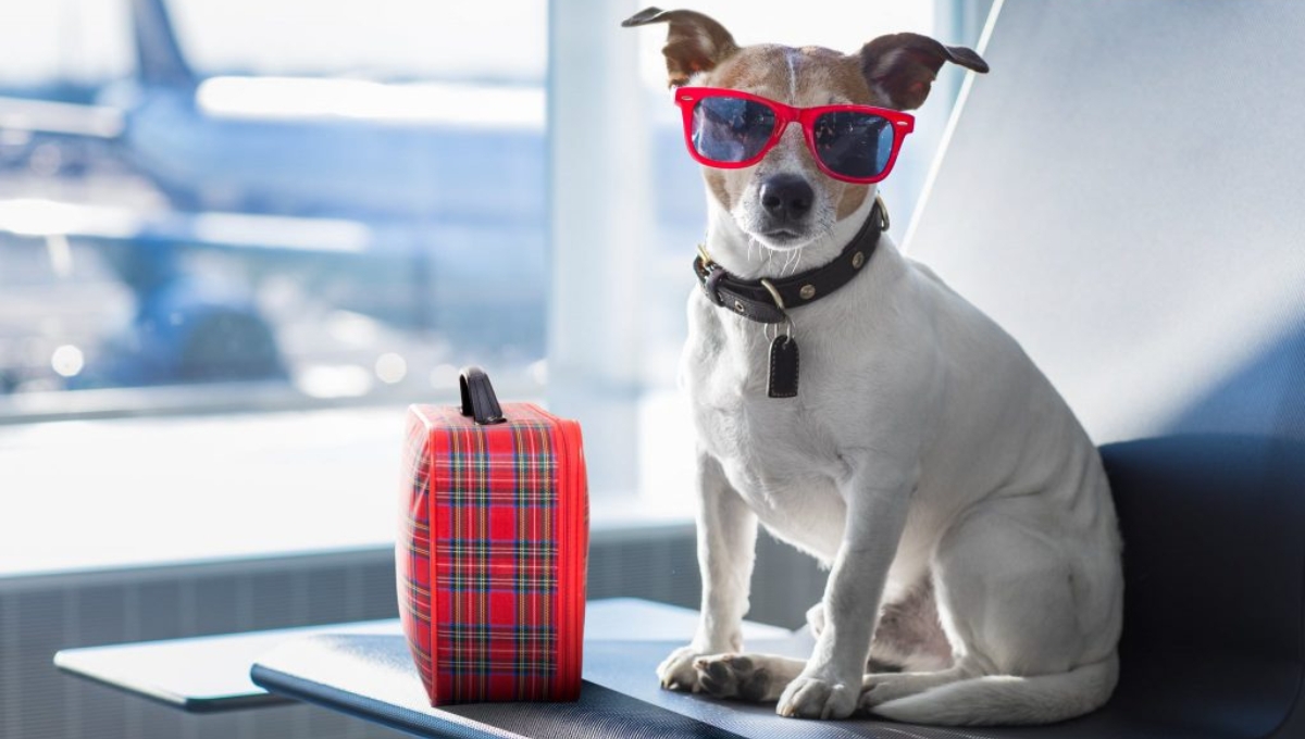 Las mascotas pueden viajar en el avión con varias reglas