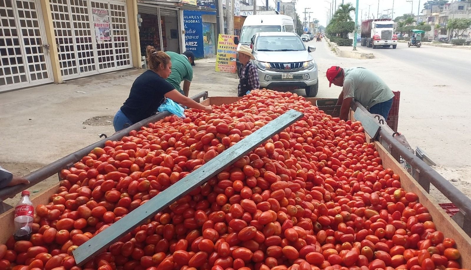 Tomate llega a 50 pesos por kilo en Candelaria, Campeche