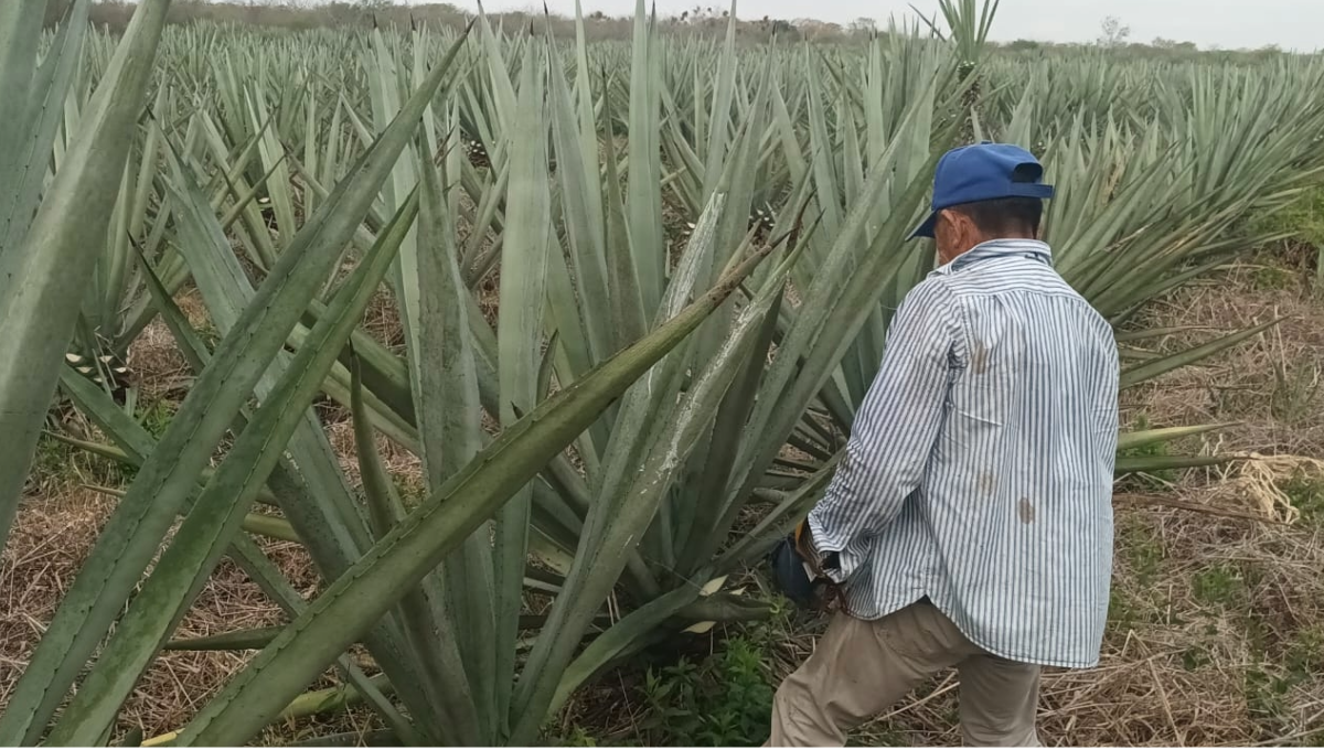 Al no haber compra del producto, se vieron obligados a paralizar el corte de la hoja