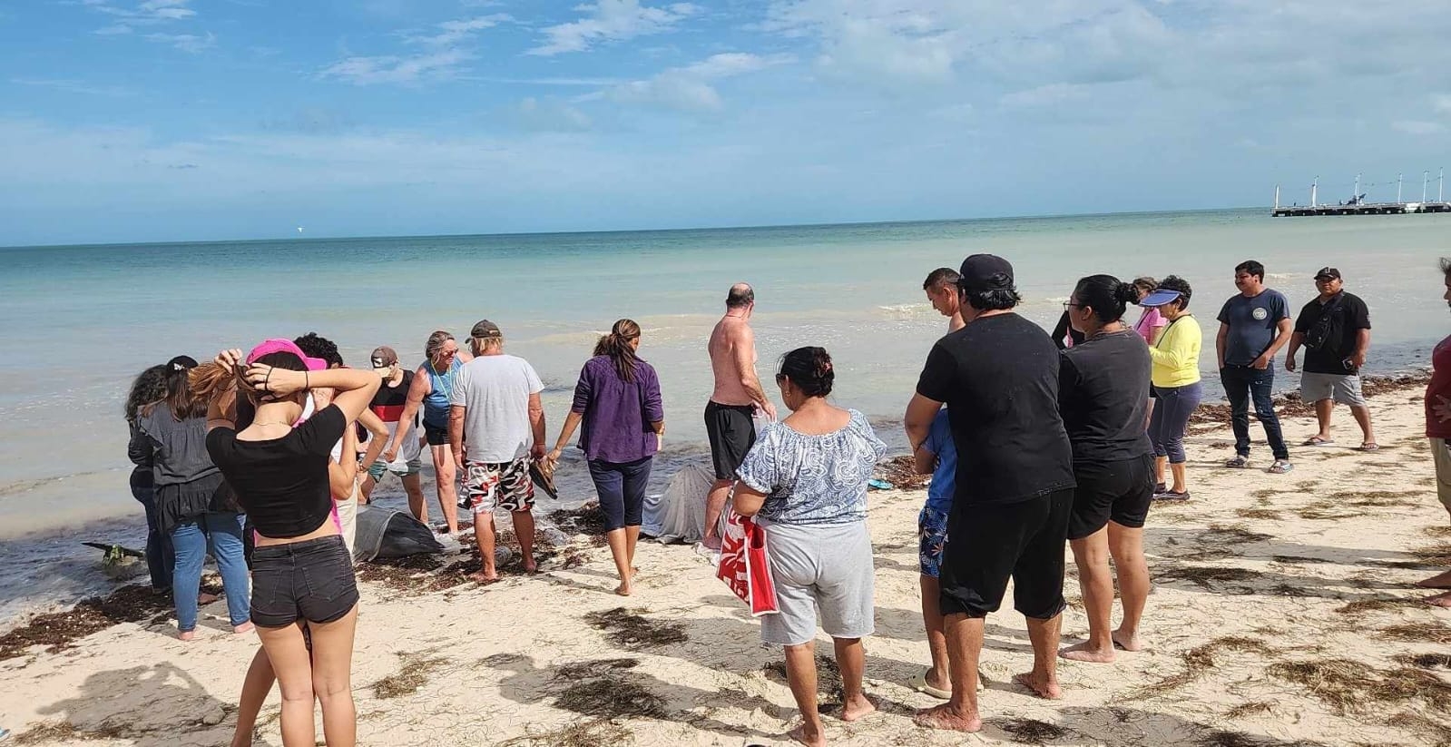 Los dos delfines fueron auxiliados por turistas y pobladores de Telchac Puerto