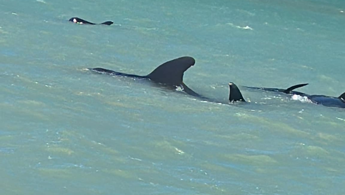 Encallan 20 ballenas piloto en la costa de Celestún, Yucatán