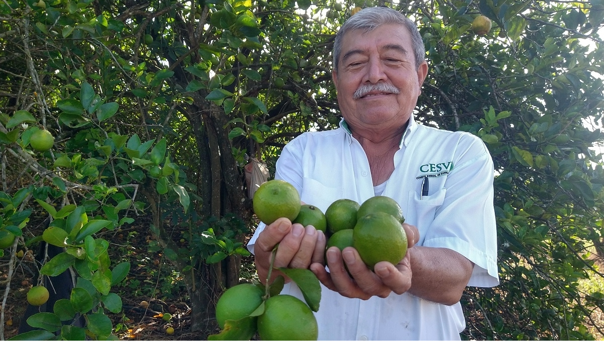 Por su parte, el productor de limón, Luis Pacheco, destacó que los ladrones se han vuelto más activos