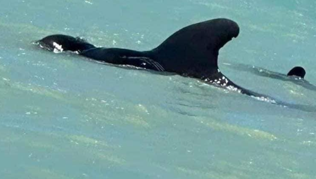 Ballenas piloto que vararon en Celestún se encuentran fuera de peligro