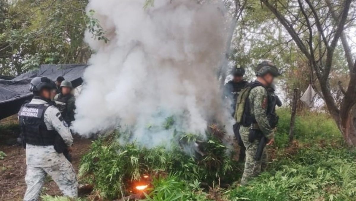 A través de  patrullajes de prevención, elementos del Ejército, Guardia Nacional y Guardia Civil estatal ubicaron dos plantíos de mariguana en el municipio michoacano de Chinicuila