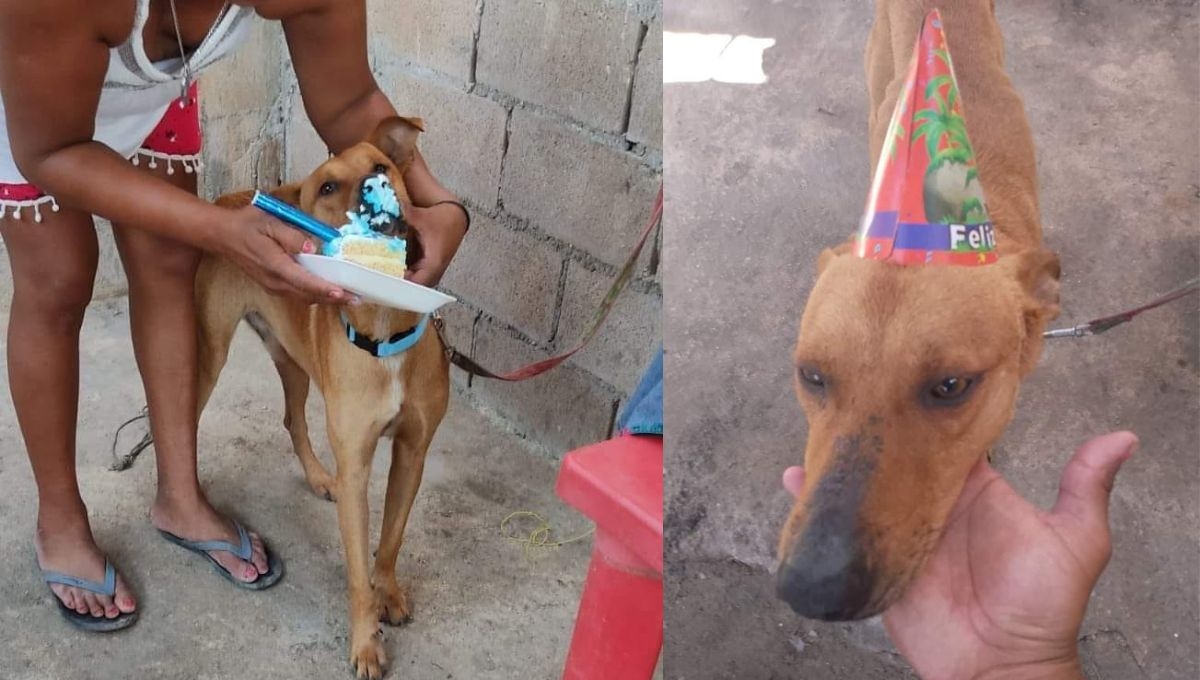 Así fue festejado el perrito Teiron