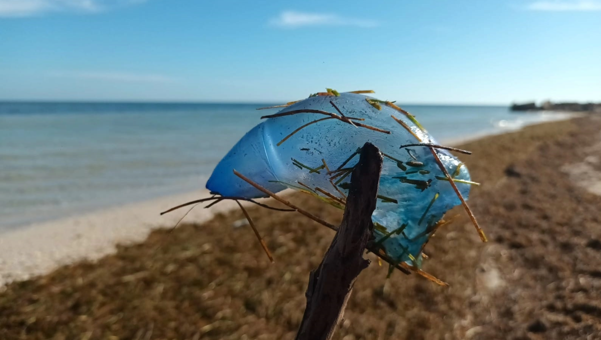 'Agua mala' invade la playa de San Crisanto, en Sinanché