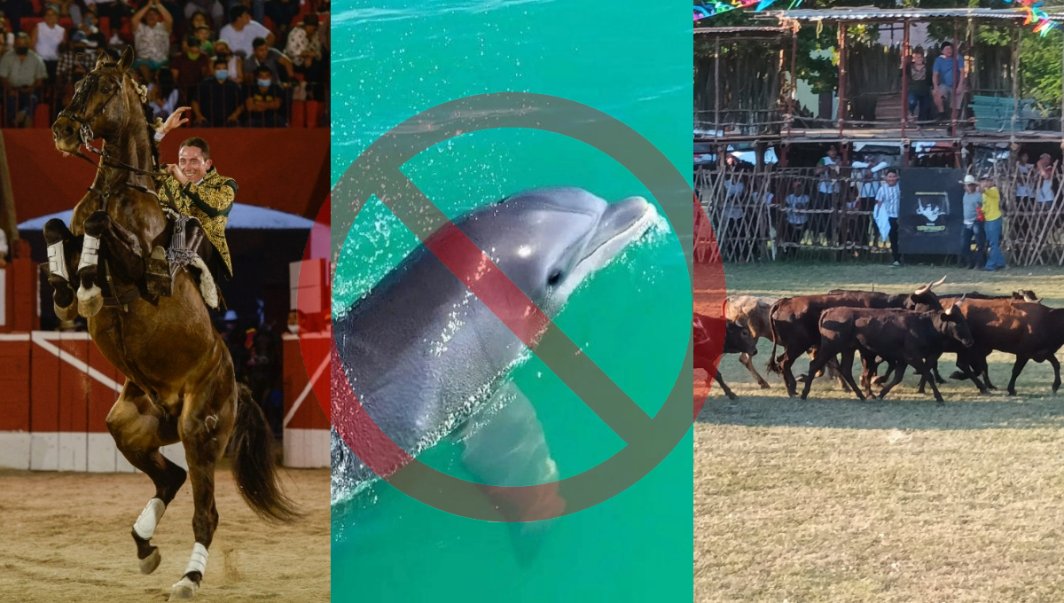 Quintana Roo prohíbe las corridas de toros y calesas jaladas por caballos