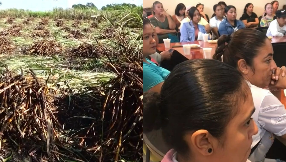 Mujeres de la Ribera del Rio Hondo se capacitan para trabajar en la zafra cañera en Chetumal