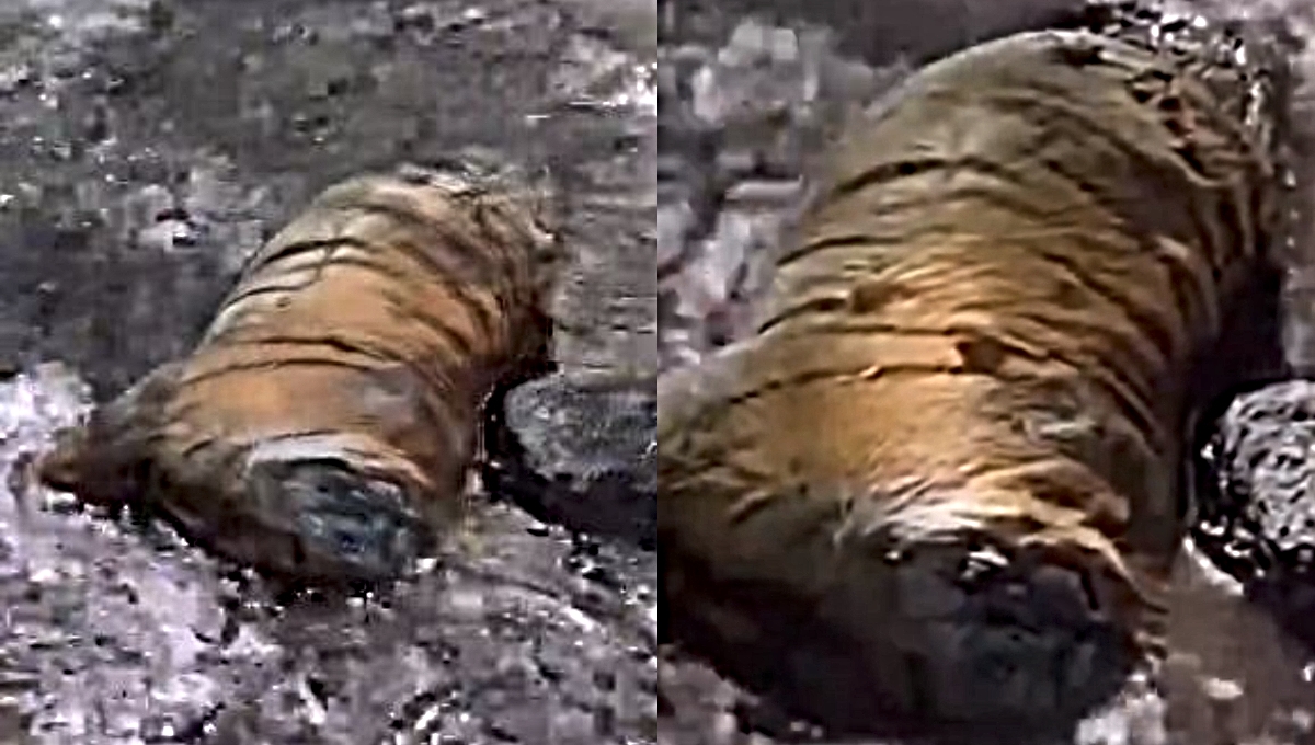 El cuerpo del tigre se encontraba atorado en una piedra de Valle de Bravo