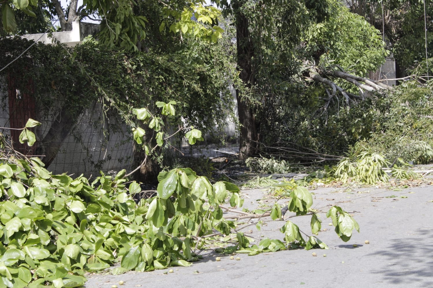 Árbol cae y amenaza con causar un incendio en San Antonio Kaua, Mérida: EN VIVO