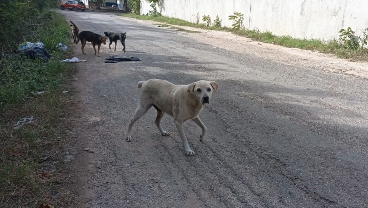 Los jóvenes serían acusados por maltrato animal